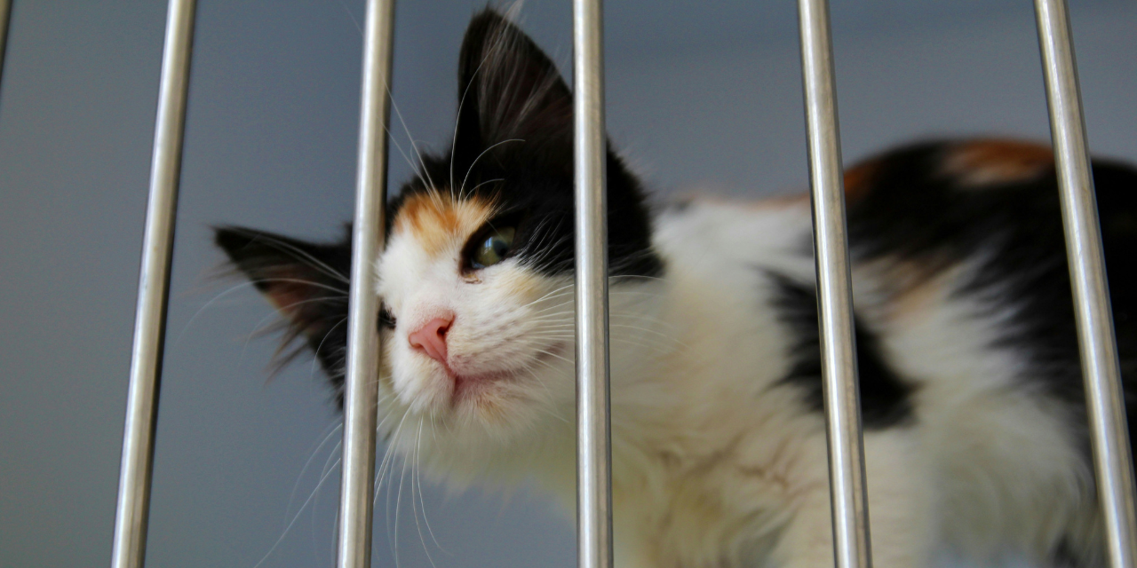 A Growing Haven: Indonesia's Animal Shelters Today